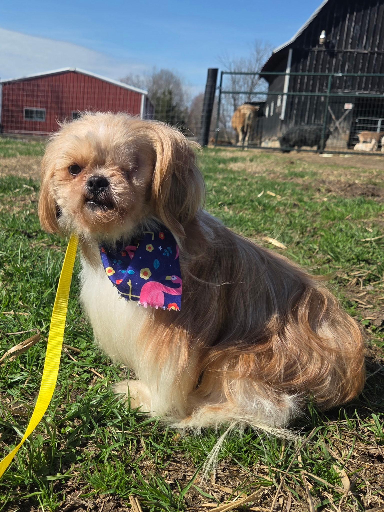 Enlarge Penelope, an adopted Shih Tzu in Louisa, VA image 3/3