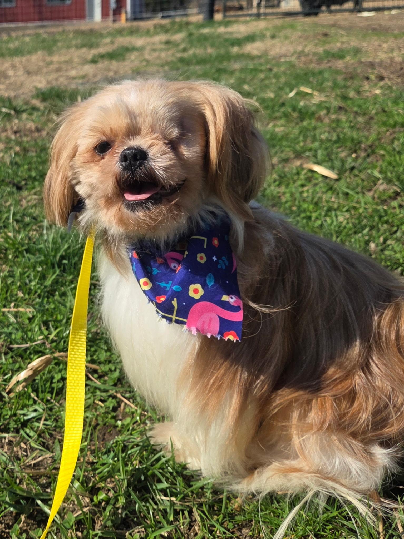 Enlarge Penelope, an adopted Shih Tzu in Louisa, VA image 2/3