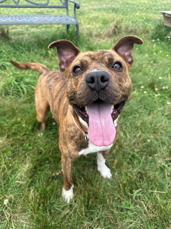 Speed Run, Adoptable, Adult Male Pit Bull Terrier.