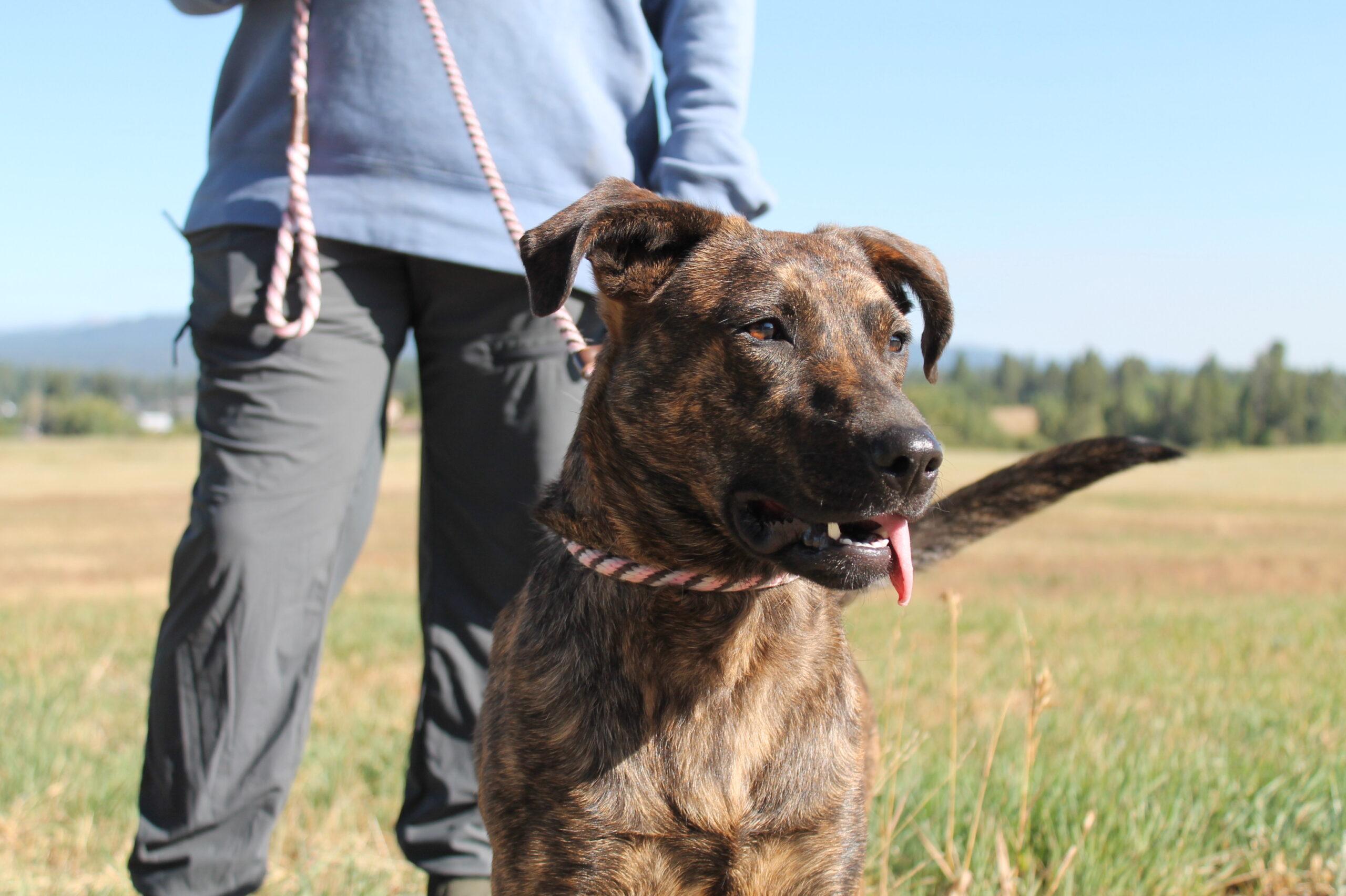 Enlarge Poppi, a Adopted mixed breed in McCall, ID image 2/2