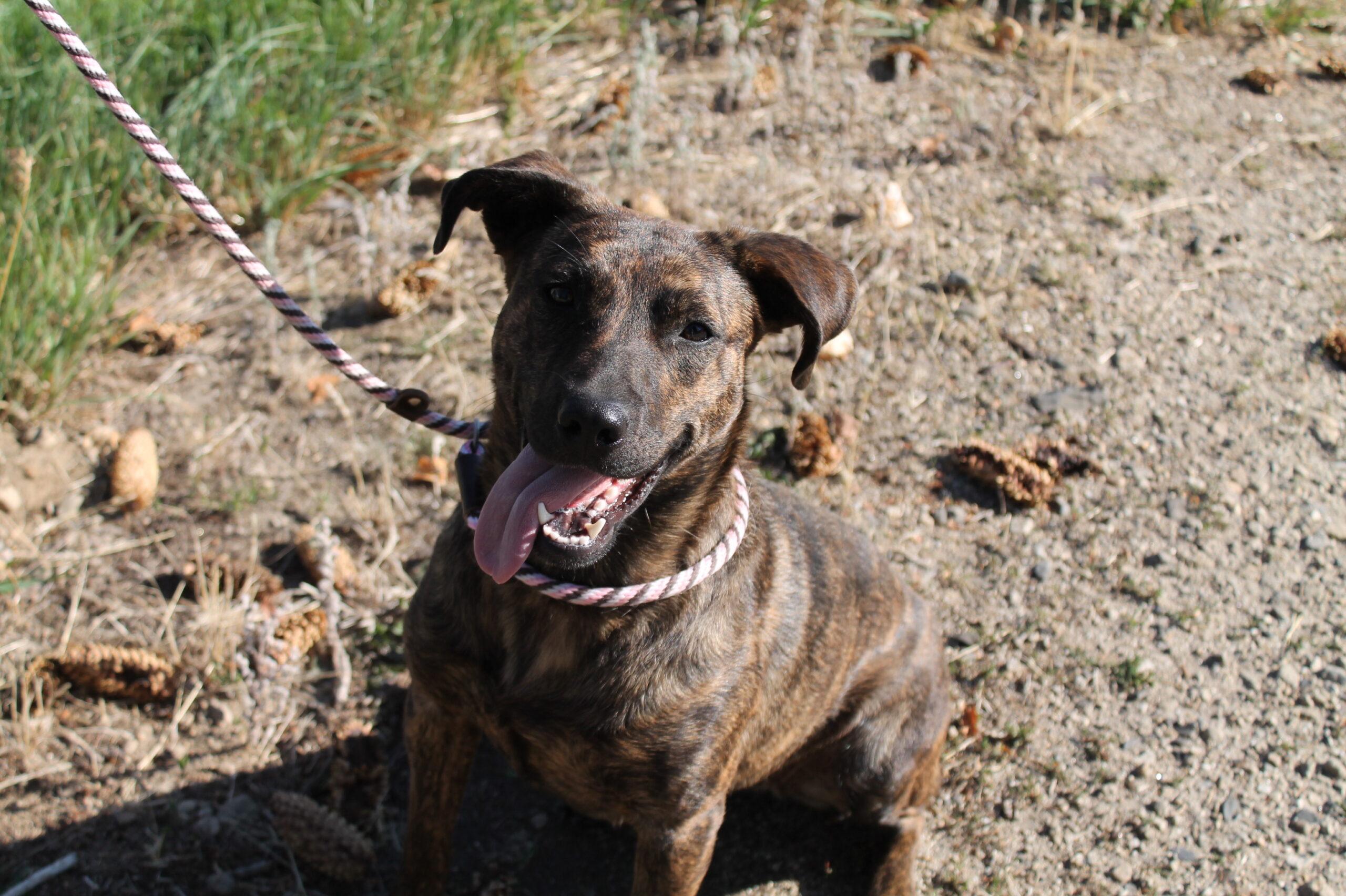 Poppi, Adopted, Adult Female Mixed Breed.