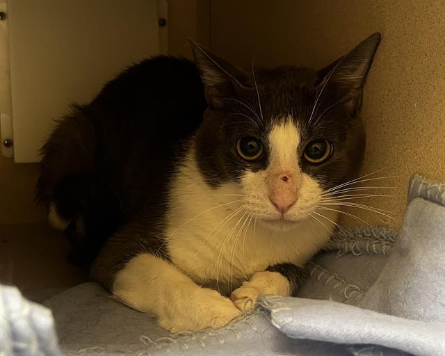 Enlarge LARKSPUR, a Adoptable Domestic Short Hair in Denver, CO image 1/1