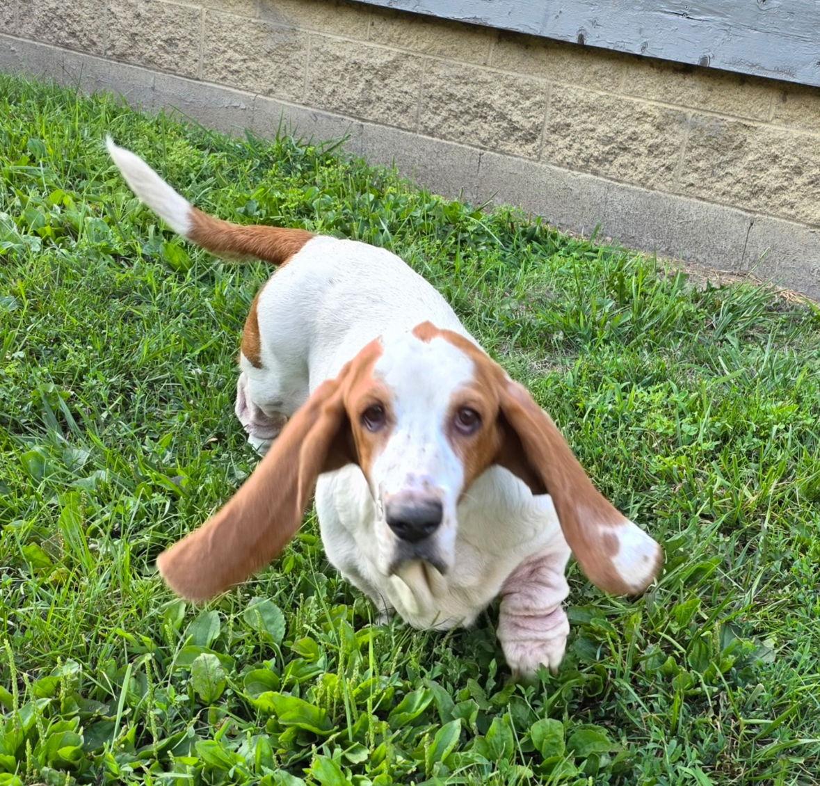 Daisy Aug 2025, Adopted, Adult Female Mixed Breed.