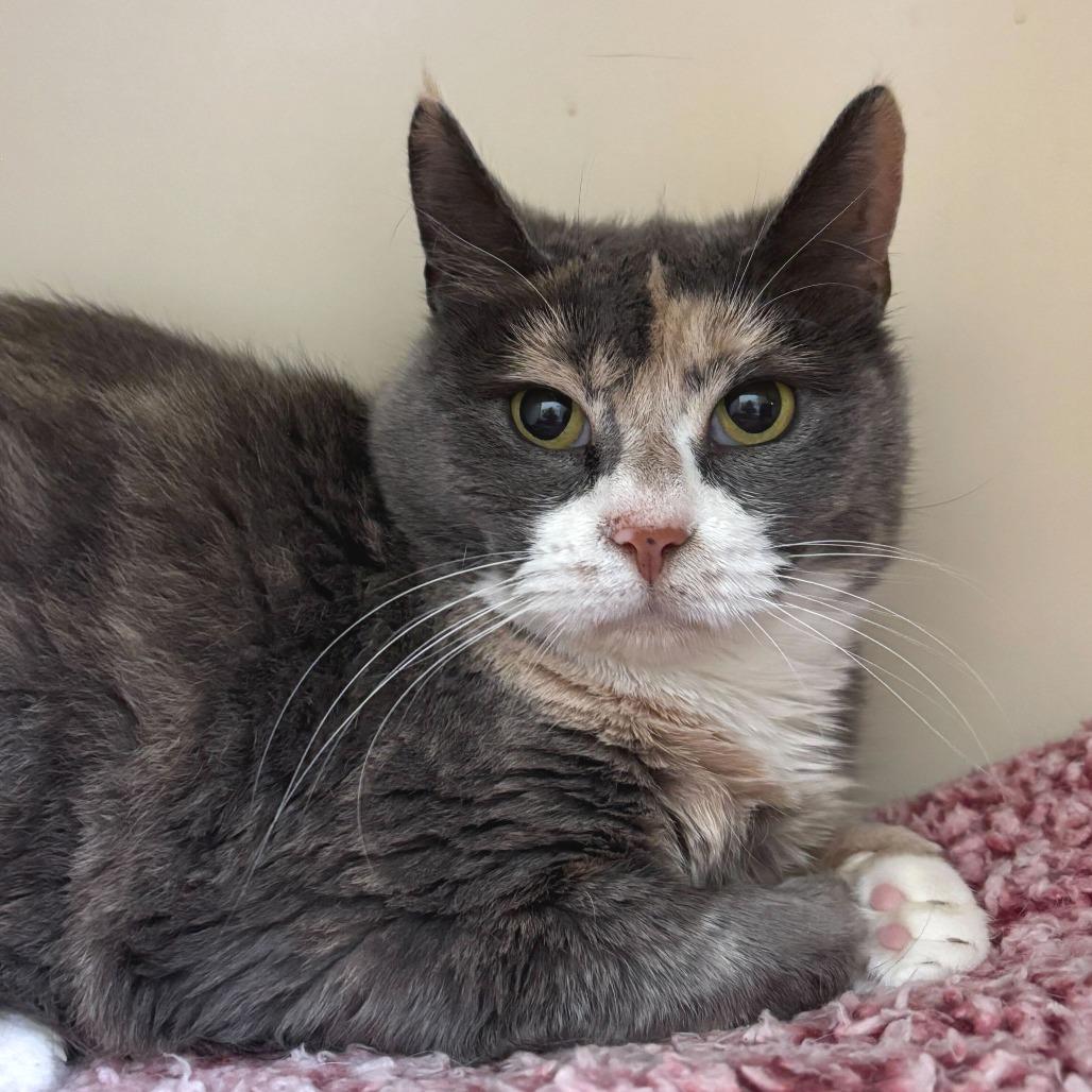 Lady Leap, Adoptable, Adult Female Domestic Short Hair.