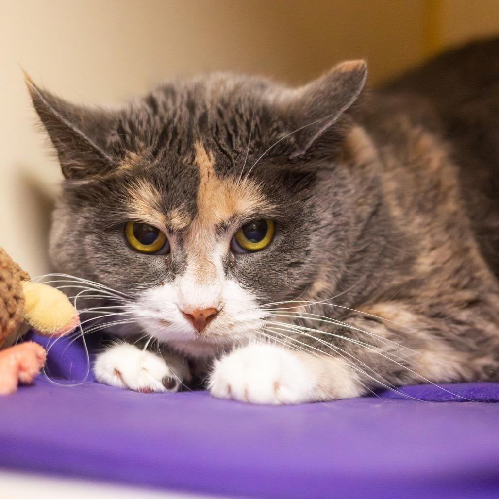 Enlarge Lady Leap, a Adoptable Domestic Short Hair in Wilmington, DE image 1/3