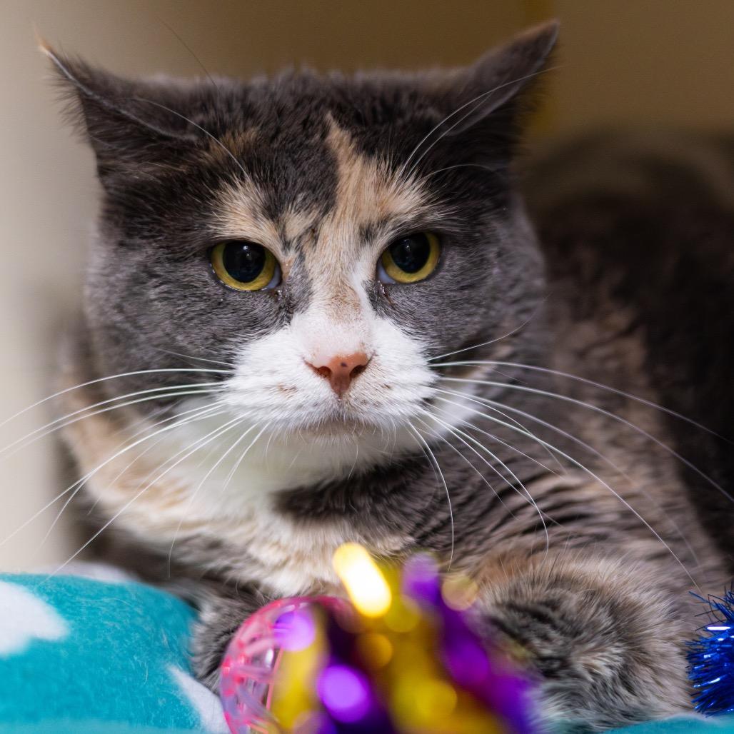Enlarge Lady Leap, a Adoptable Domestic Short Hair in Wilmington, DE image 4/5