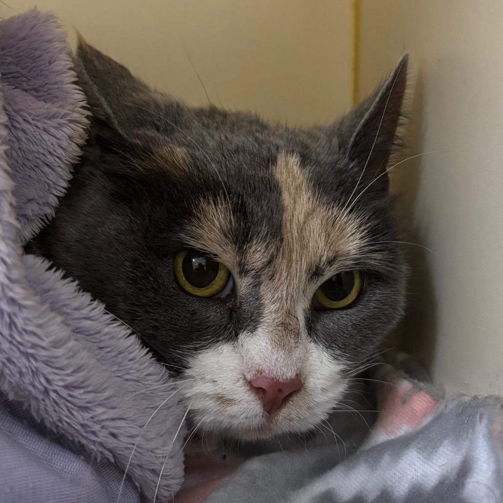 Enlarge Lady Leap, a Adoptable Domestic Short Hair in Wilmington, DE image 1/1