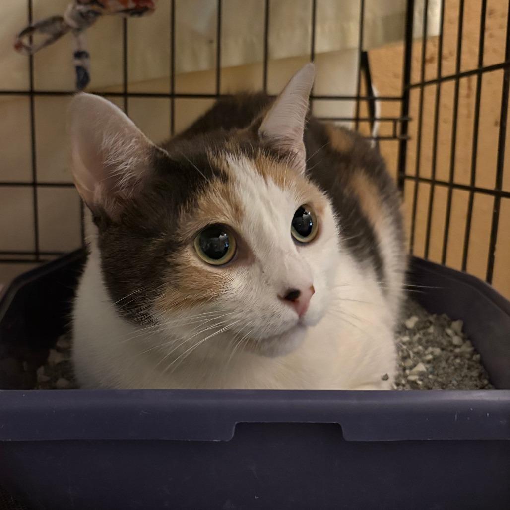 Enlarge Lily 4, a Adoptable Domestic Short Hair in North Myrtle Beach, SC image 1/1