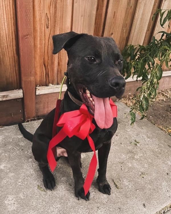 My name is Chance and Im looking for a home As you can see from my photo Im very handsome