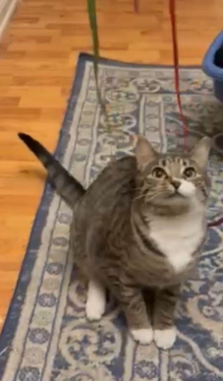 Scooby Doo C Bell, a Adoptable Tabby in Saunderstown, RI image 1/3