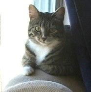 Scooby Doo C Bell, a Adoptable Tabby in Saunderstown, RI image 2/3