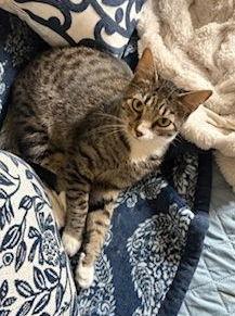 Scooby Doo C Bell, a Adoptable Tabby in Saunderstown, RI image 3/3