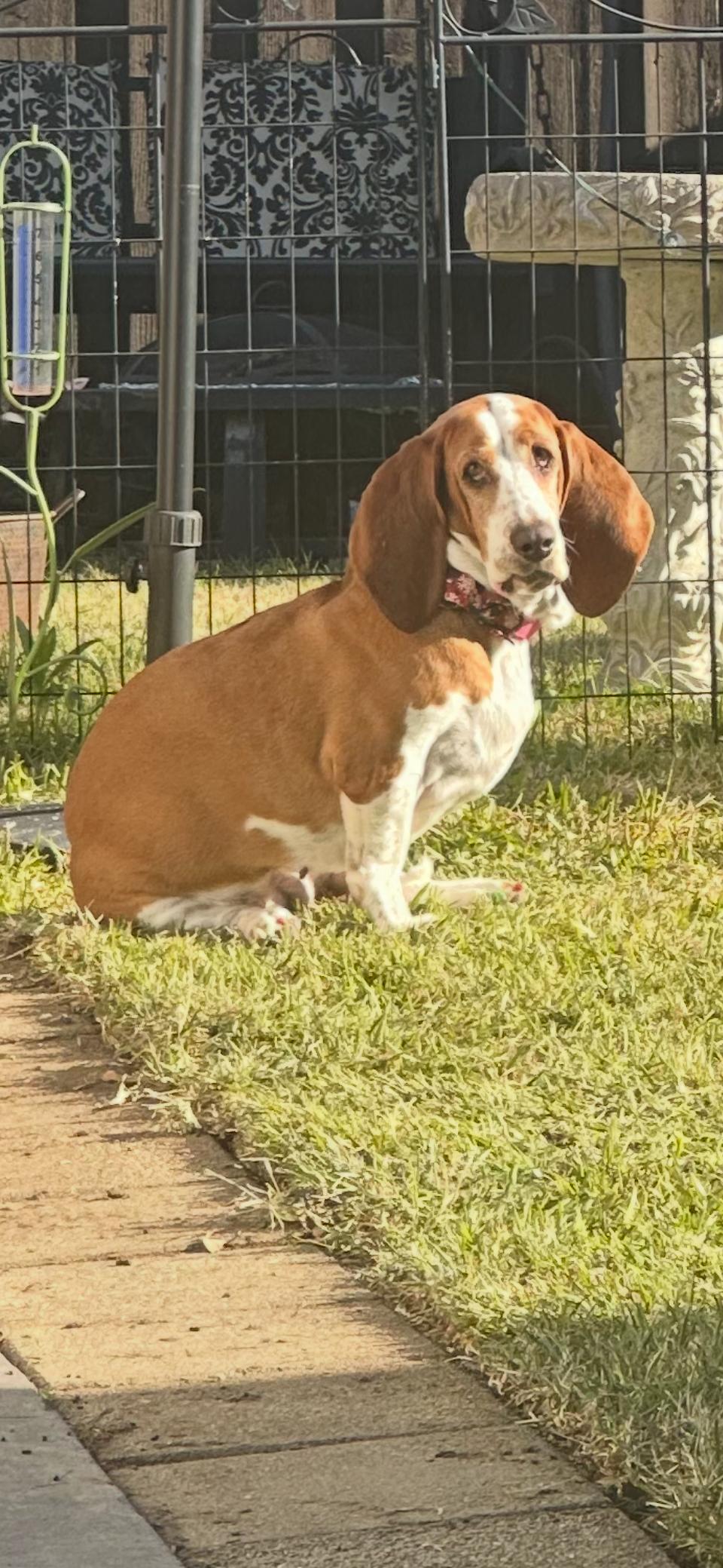 Enlarge Betsy, a ADOPTABLE Basset Hound in Plano, TX image 3/4