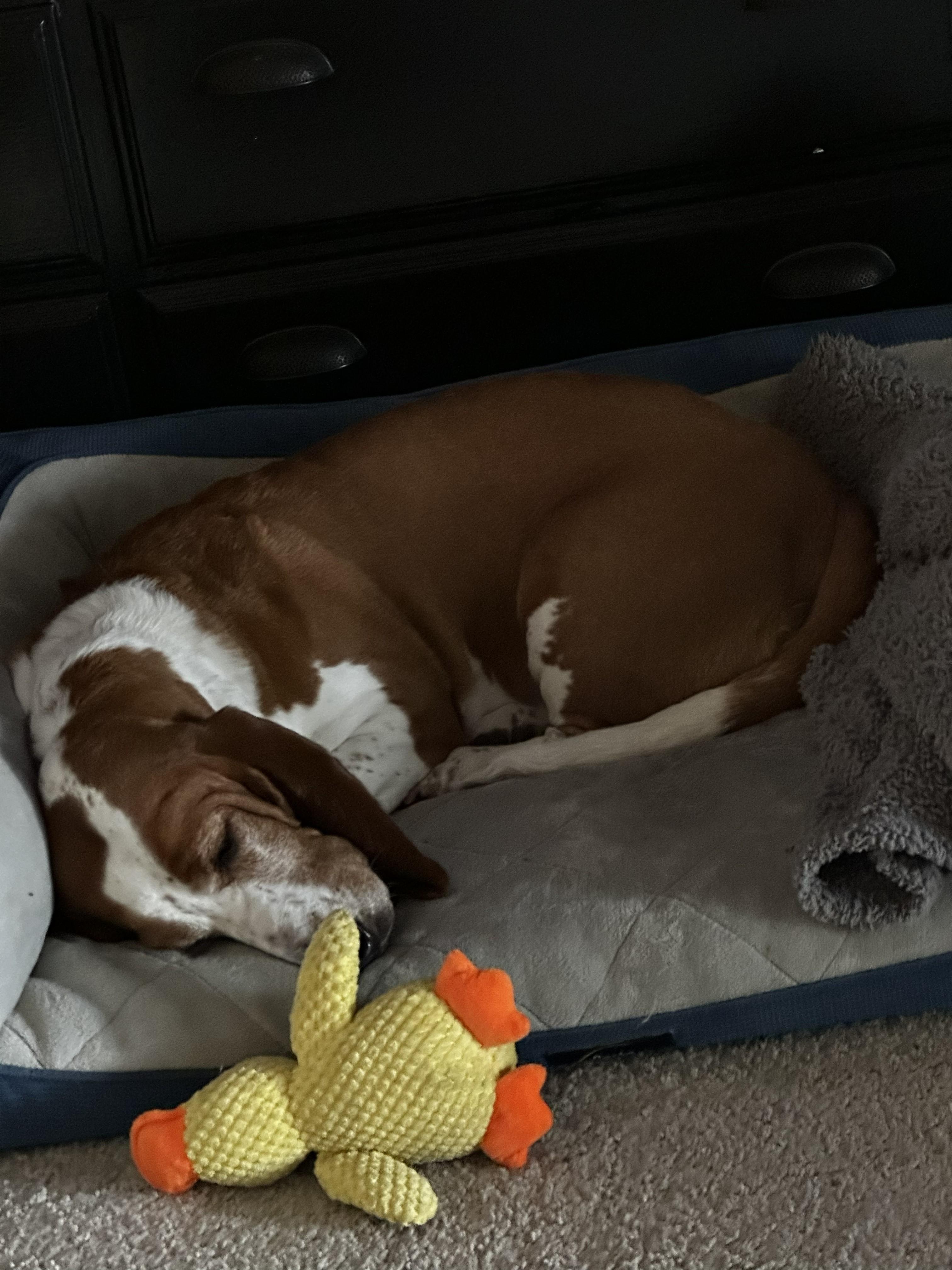 Enlarge Betsy, a ADOPTABLE Basset Hound in Plano, TX image 4/4