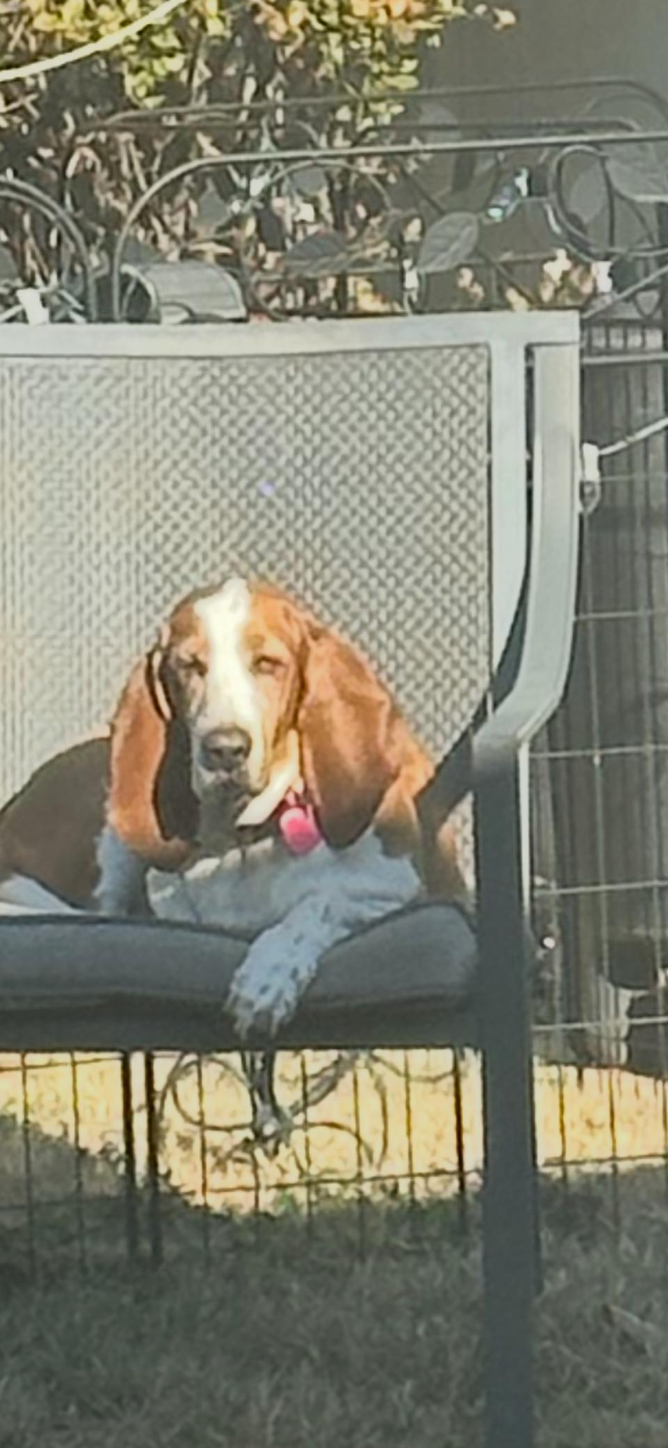 Betsy, ADOPTABLE, Young Female Basset Hound.