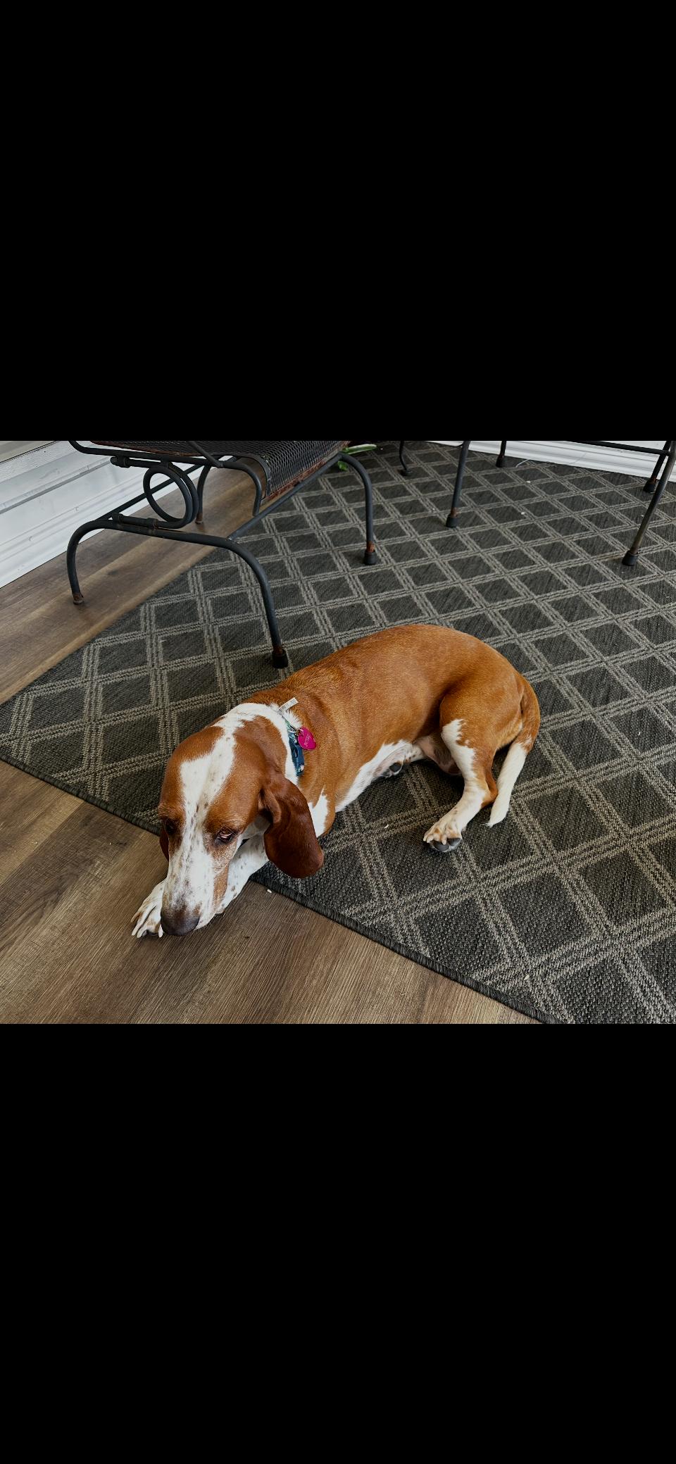 Enlarge Betsy, a ADOPTABLE Basset Hound in Plano, TX image 2/4