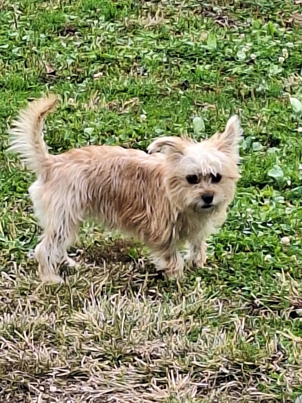 Pumpkin, ADOPTABLE, Young Female Cairn Terrier & Yorkshire Terrier.