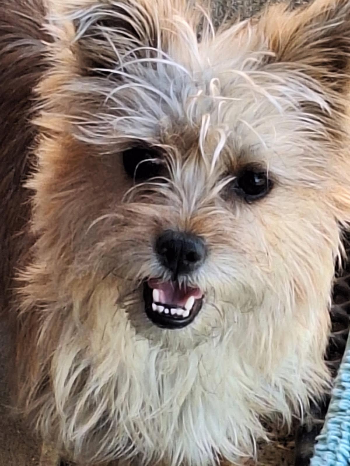 Pumpkin, a ADOPTABLE mixed breed in St. Clairsville, OH image 2/2