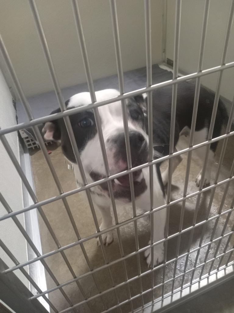 Enlarge Pippin, a Adoptable mixed breed in Pierceton, IN image 2/5