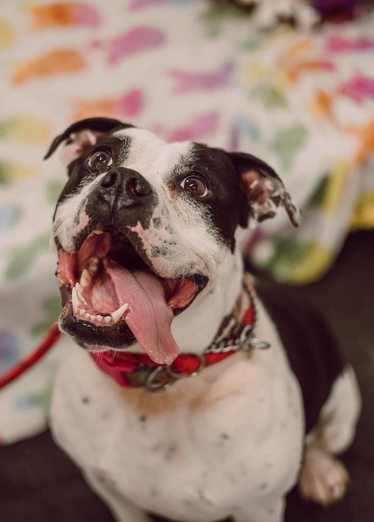 Pippin - Fee Waived - Long Term Resident, a Adoptable mixed breed in Pierceton, IN image 2/6