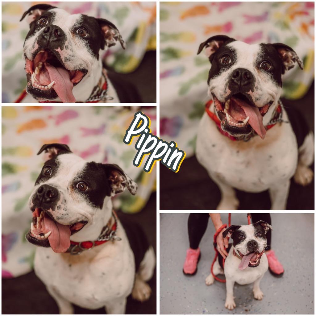 Enlarge Pippin, a Adoptable mixed breed in Pierceton, IN image 3/6