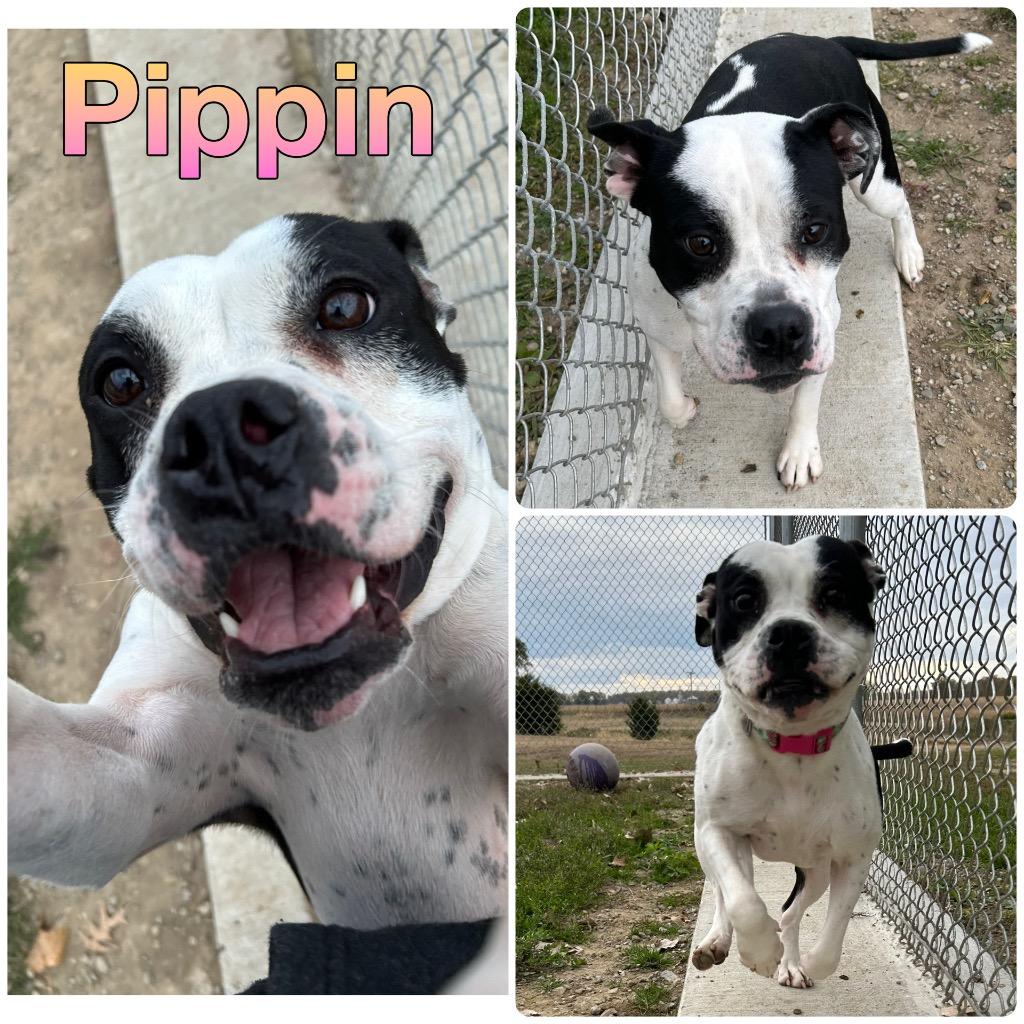 Enlarge Pippin, a Adoptable mixed breed in Pierceton, IN image 3/5