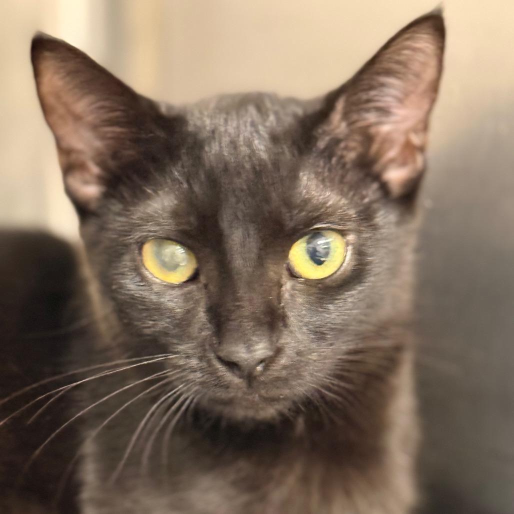 Zinnia 3 — thumbnail 2