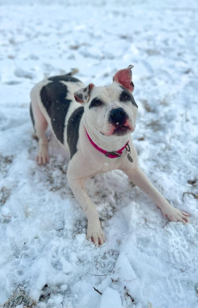 Enlarge Pinky, a Adopted Pit Bull Terrier in Hudson, NY image 1/1