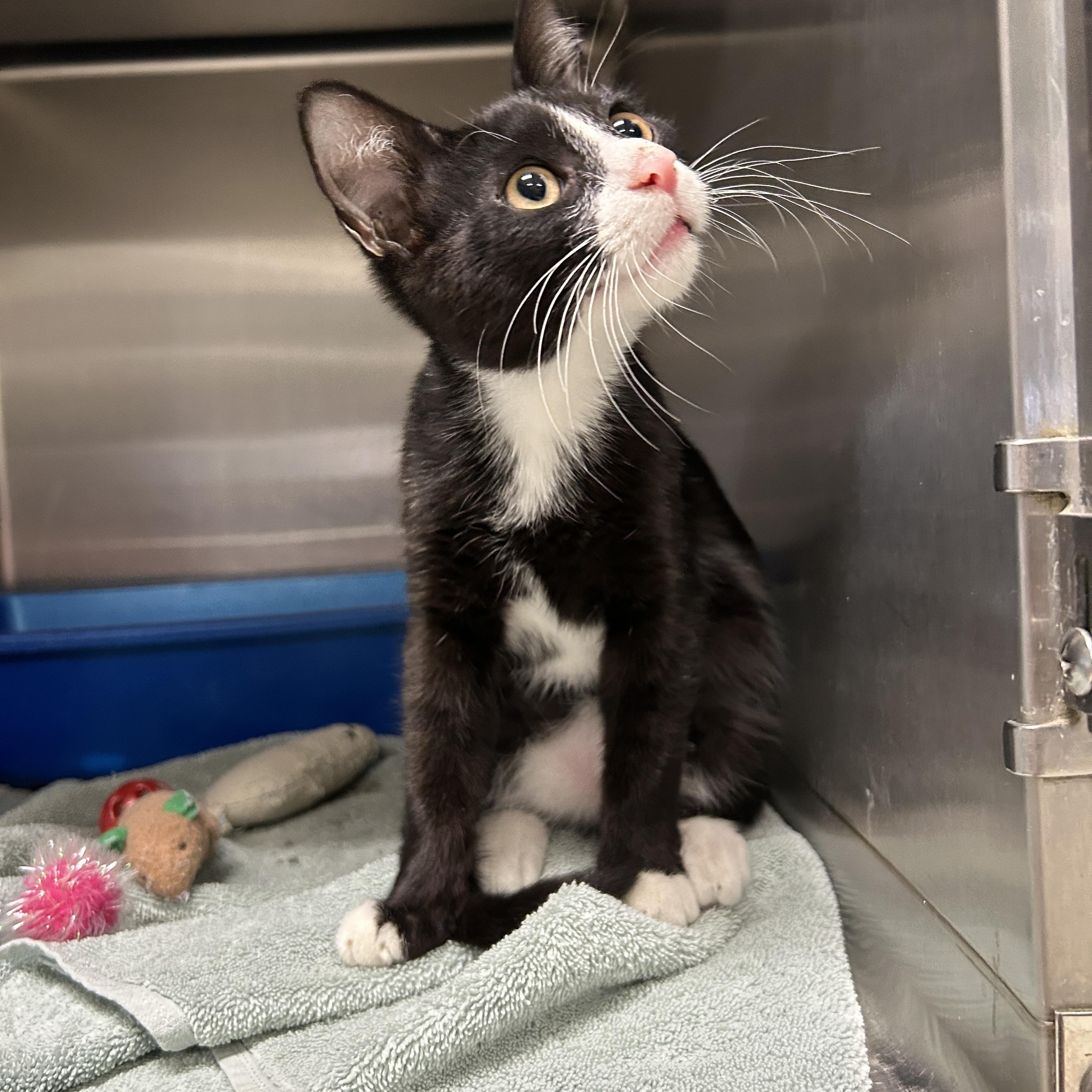 Oriole Kitten, an adopted Tuxedo in La Grange Park, IL image 2/6