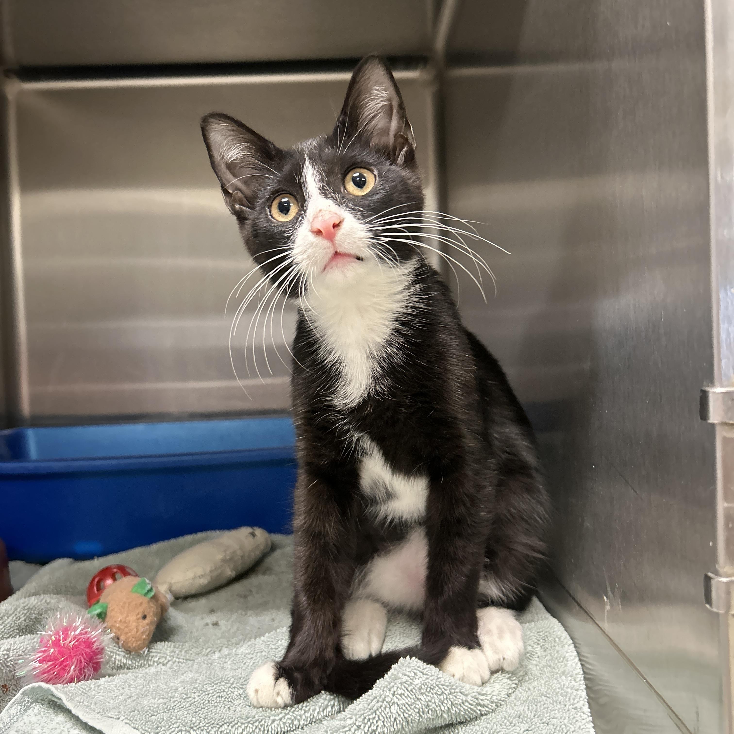 Oriole Kitten, an adopted Tuxedo in La Grange Park, IL image 6/6