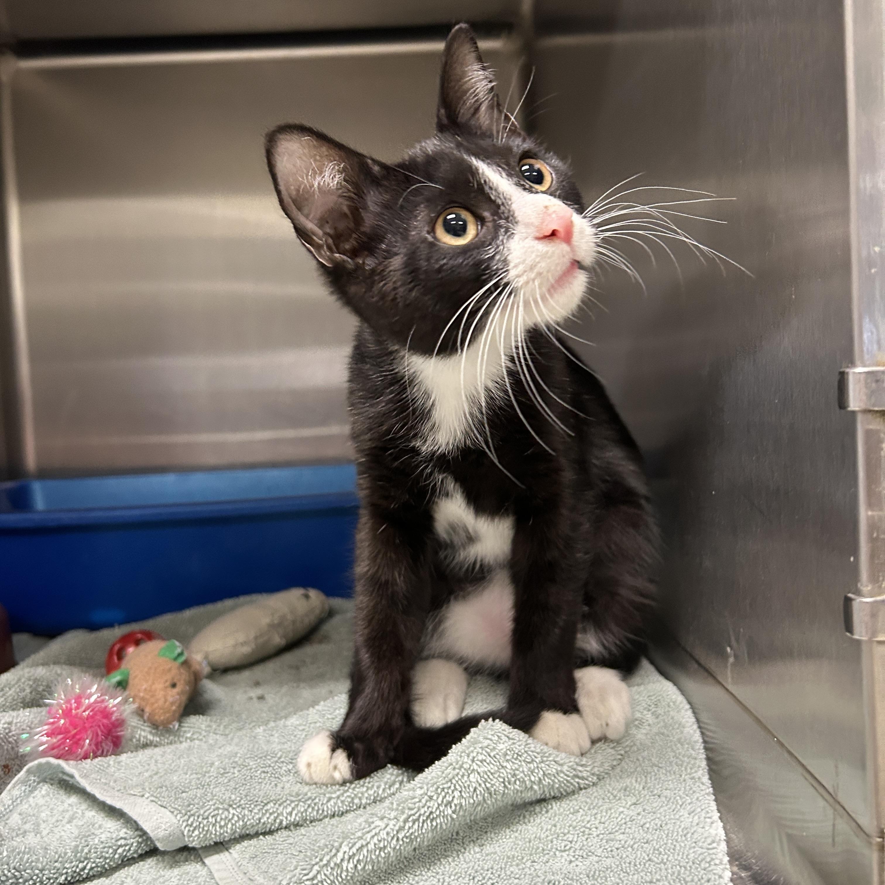 Oriole Kitten, an adopted Tuxedo in La Grange Park, IL image 4/6