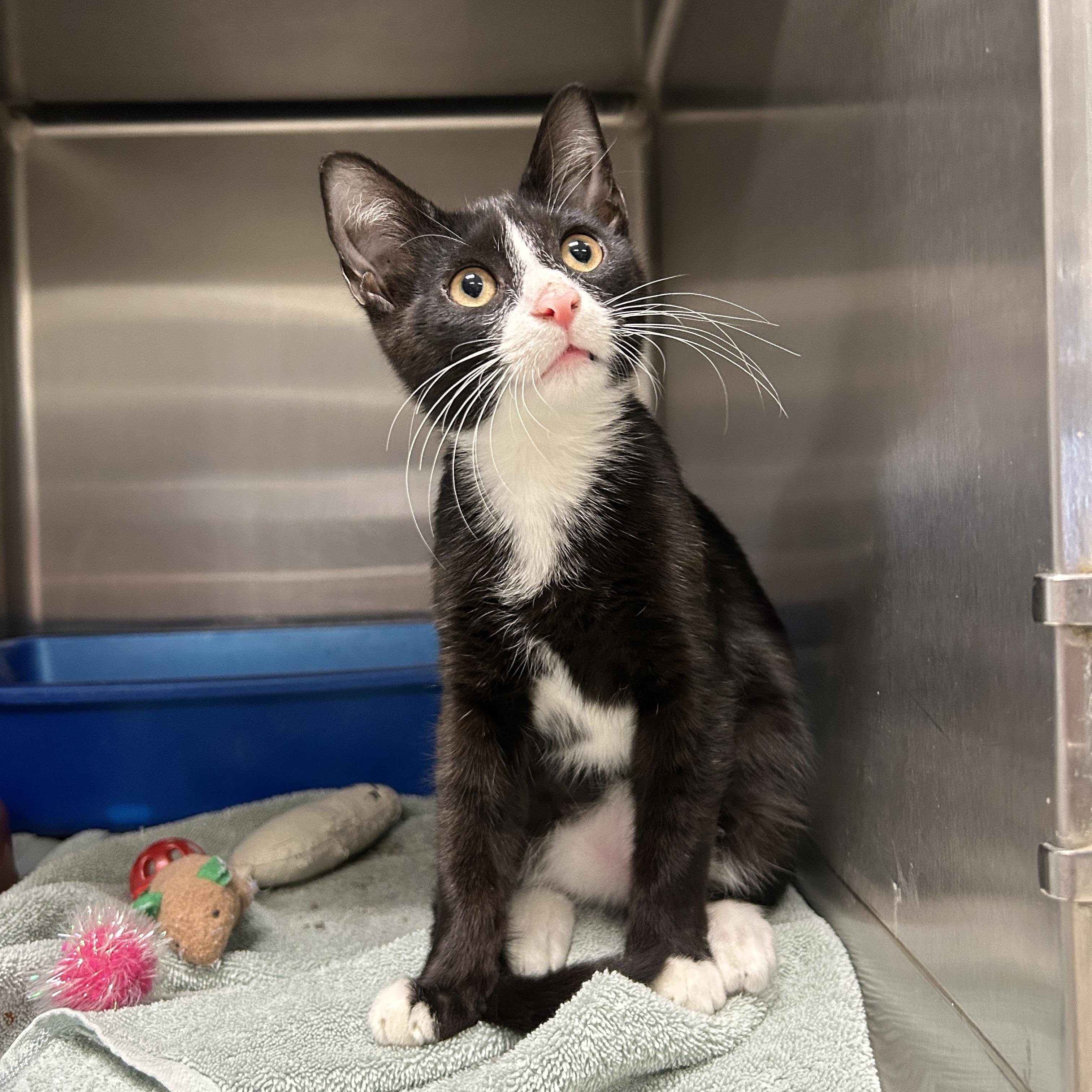 Oriole Kitten, an adopted Tuxedo in La Grange Park, IL image 3/6