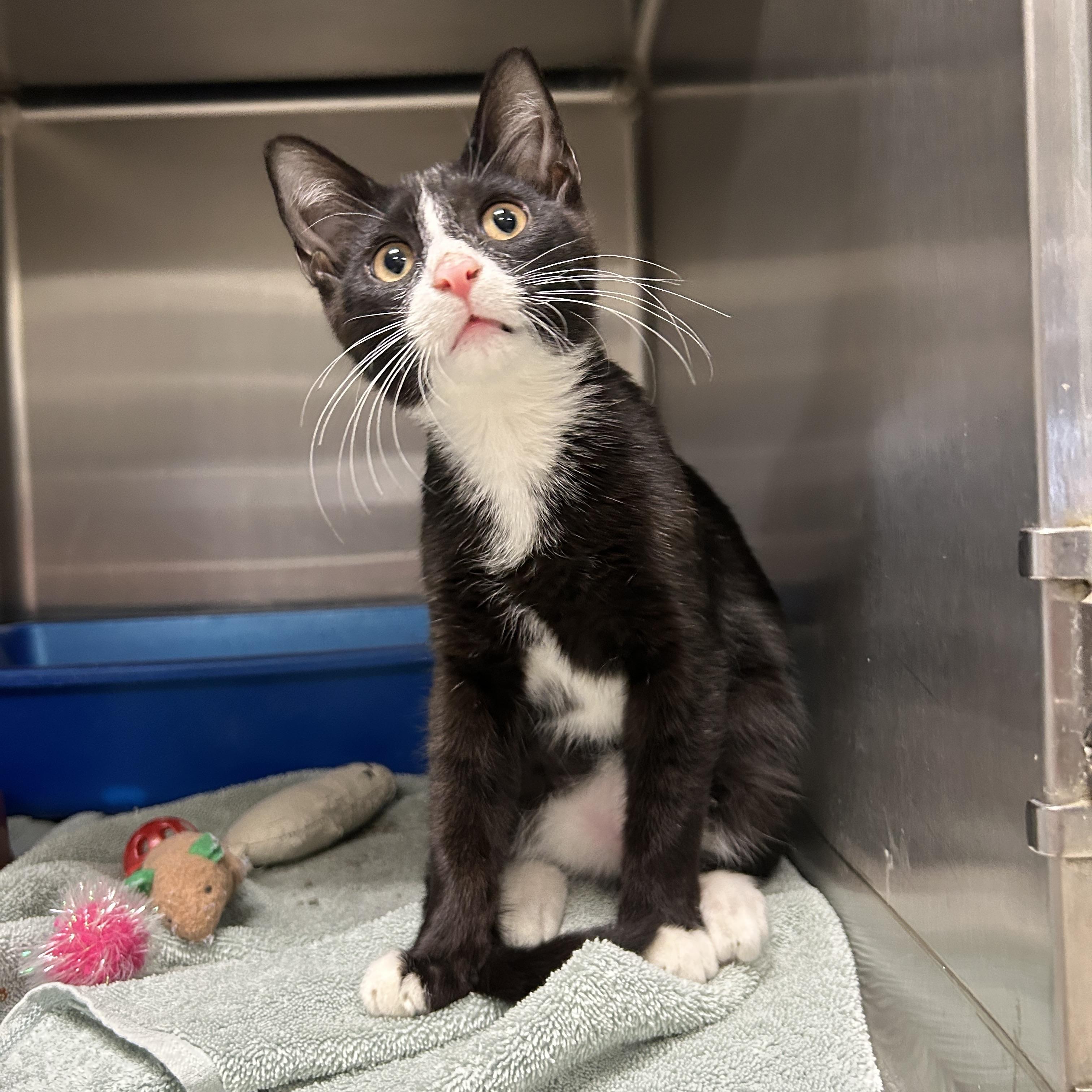 Oriole Kitten, an adopted Tuxedo in La Grange Park, IL image 5/6