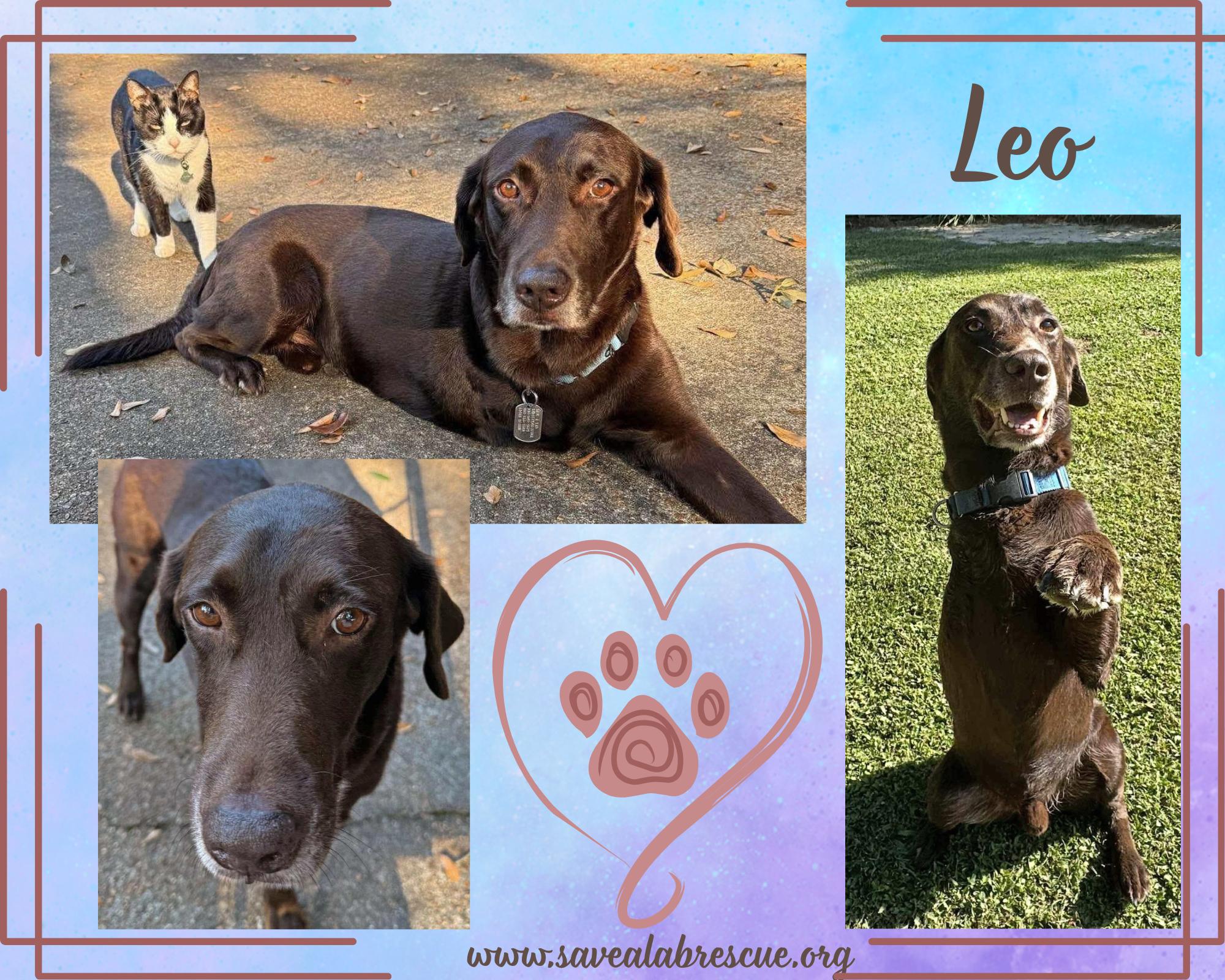 Enlarge Leo, a Adoptable mixed breed in Newport, RI image 1/1
