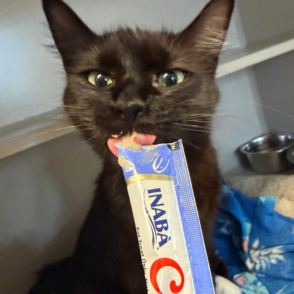 Morgana, Adoptable, Adult Female Domestic Medium Hair.