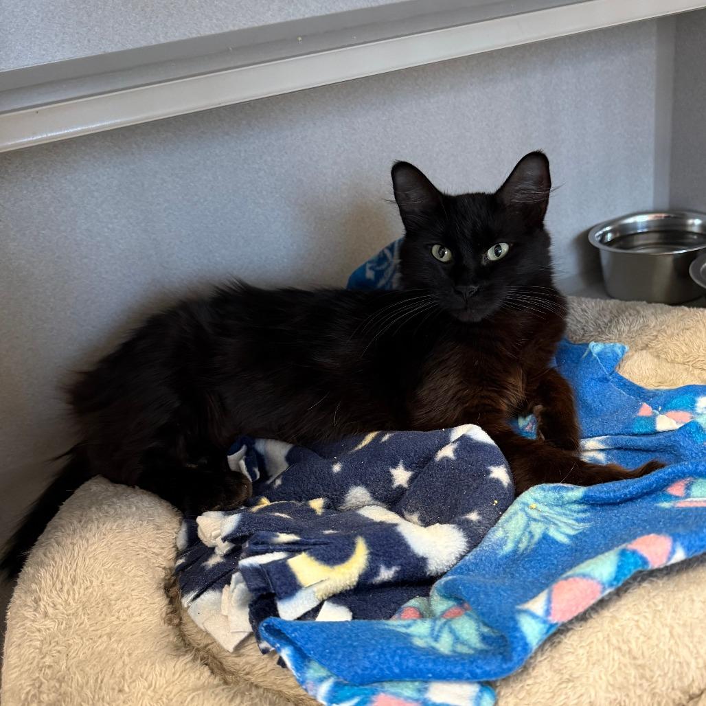 Enlarge Morgana, a Adoptable Domestic Medium Hair in Washougal, WA image 2/3
