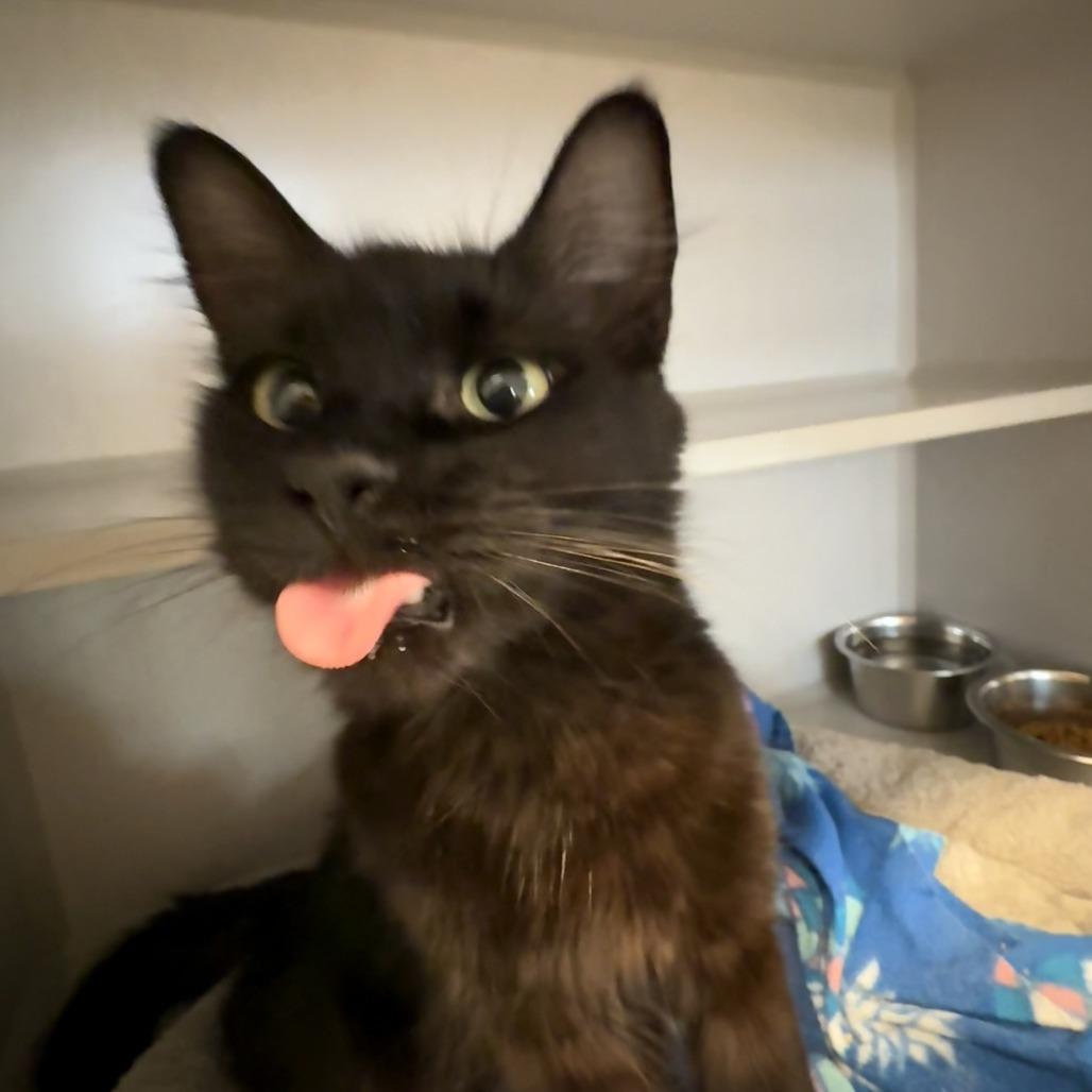 Enlarge Morgana, a Adoptable Domestic Medium Hair in Washougal, WA image 3/3