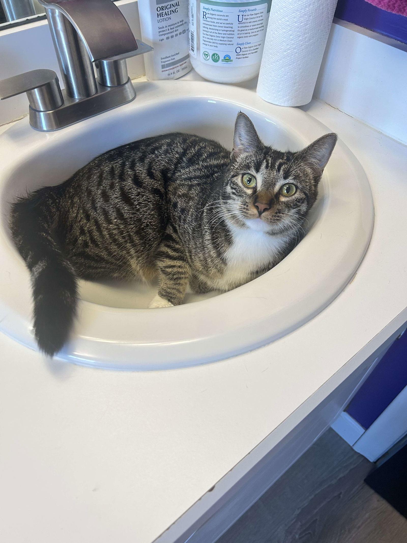 Enlarge Amethyst, a Adopted Domestic Short Hair in Burton, MI image 1/3