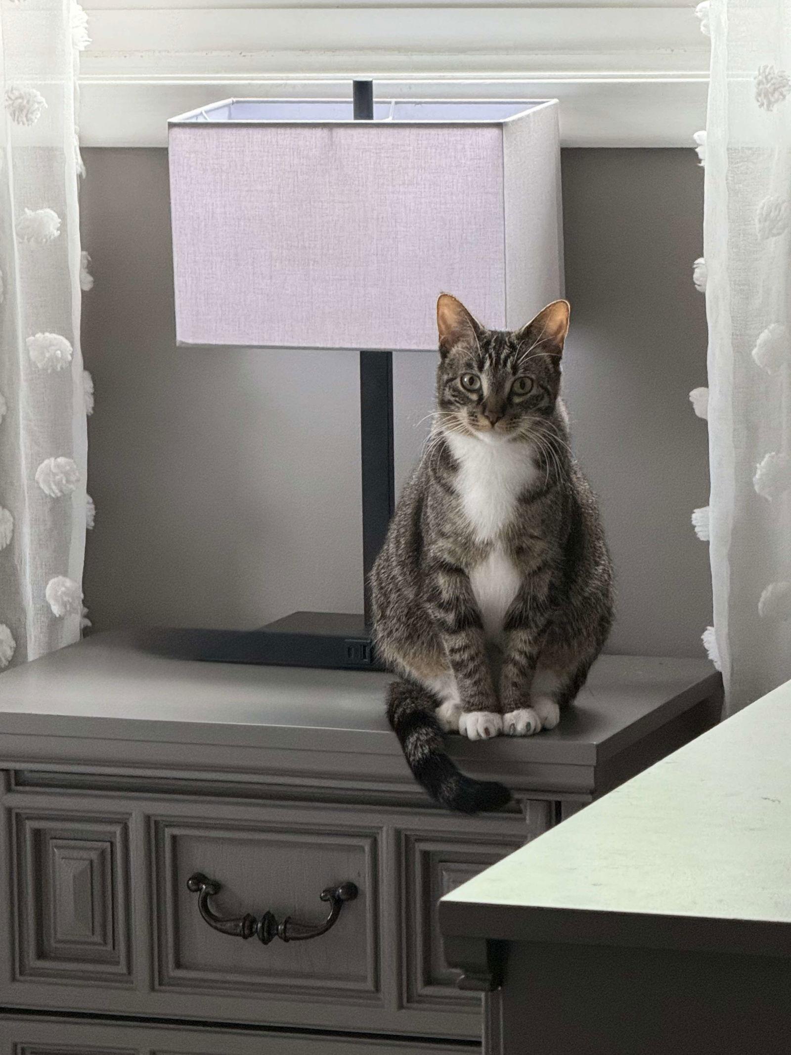 Enlarge Amethyst, a Adopted Domestic Short Hair in Burton, MI image 2/3