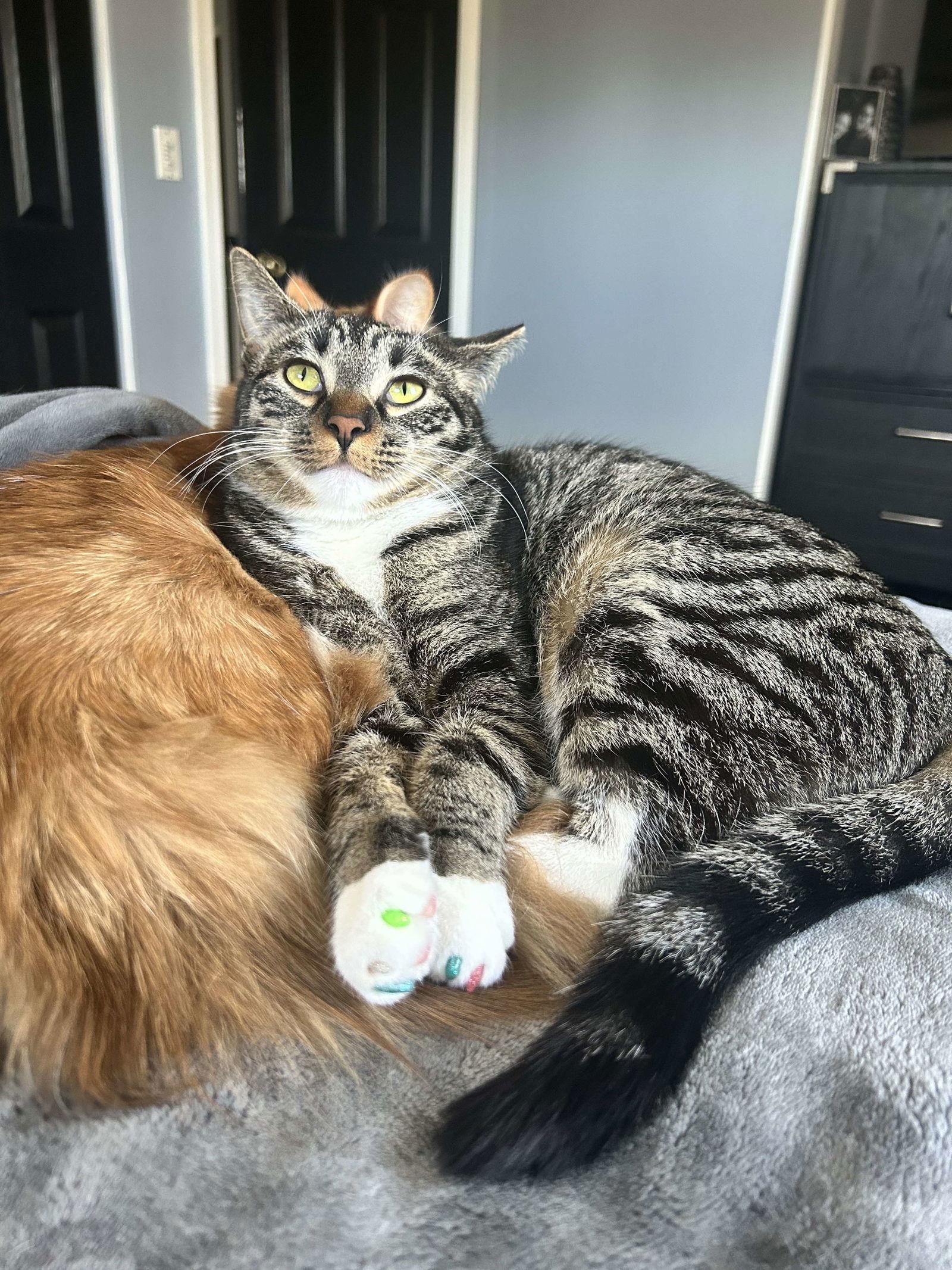 Amethyst, Adopted, Young Female Domestic Short Hair.