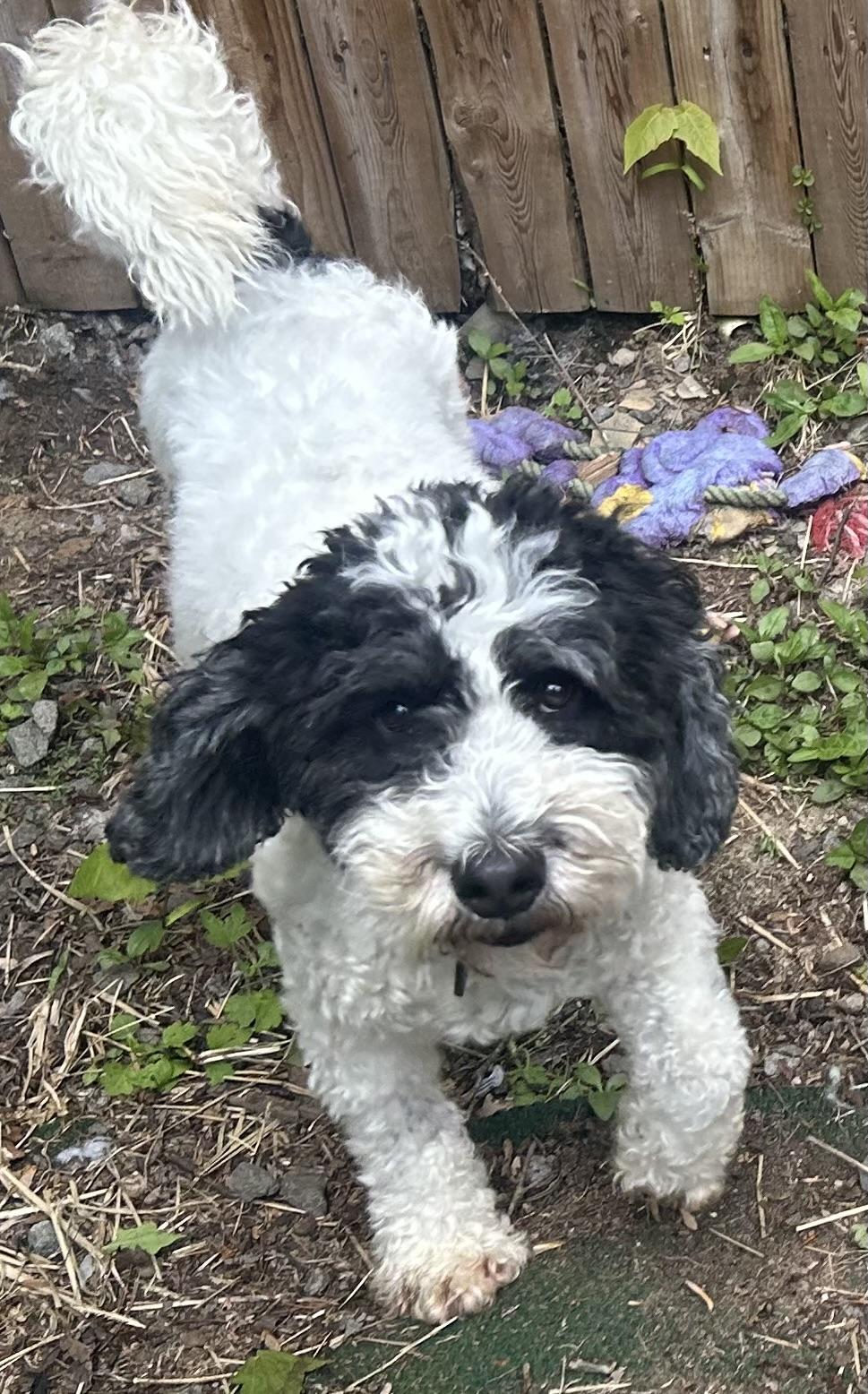 Shamrock, ADOPTABLE, Young Male Bernadoodle & Miniature Poodle.