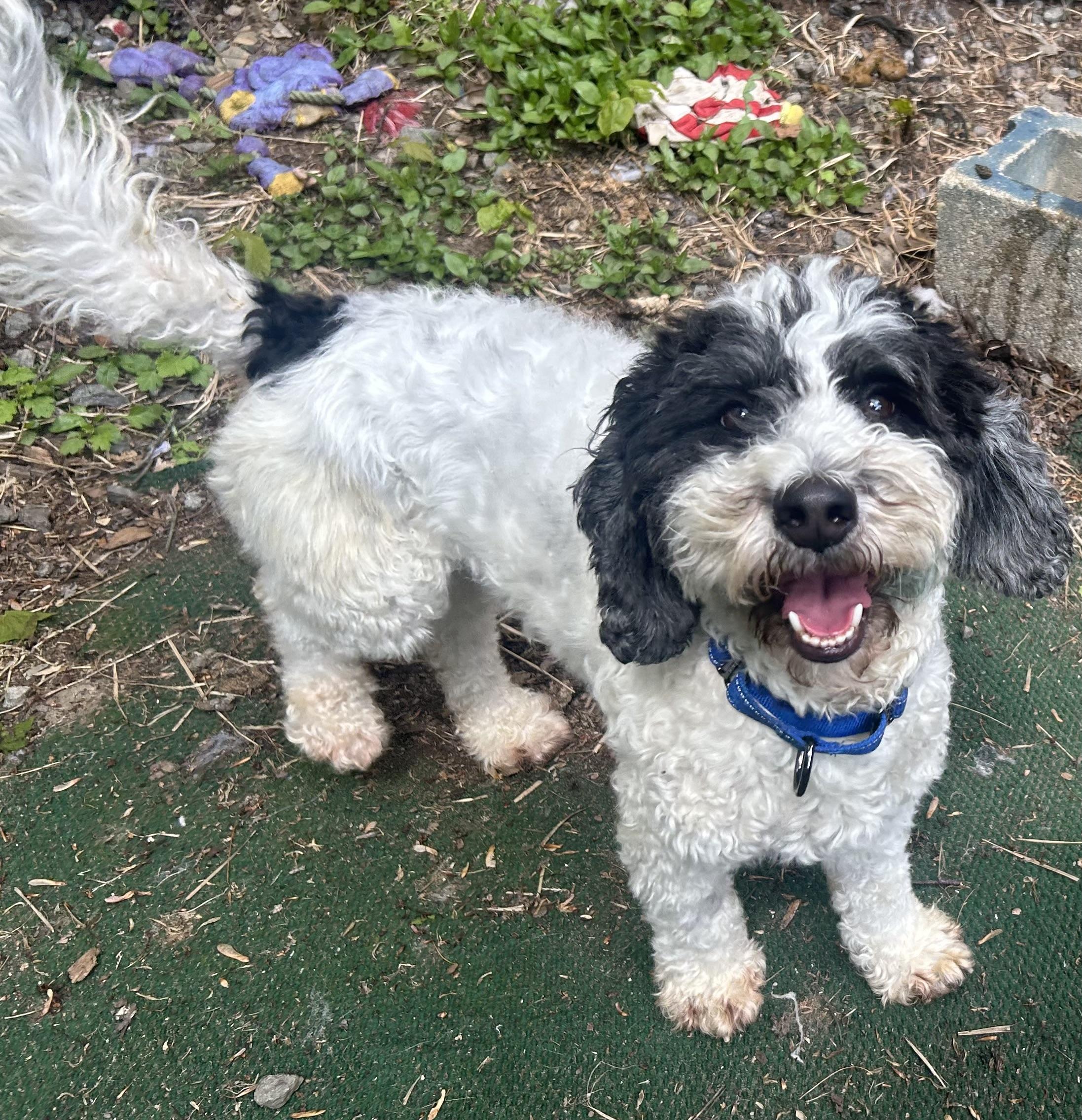 Enlarge Shamrock, a ADOPTABLE mixed breed in Oak Ridge, NJ image 2/3