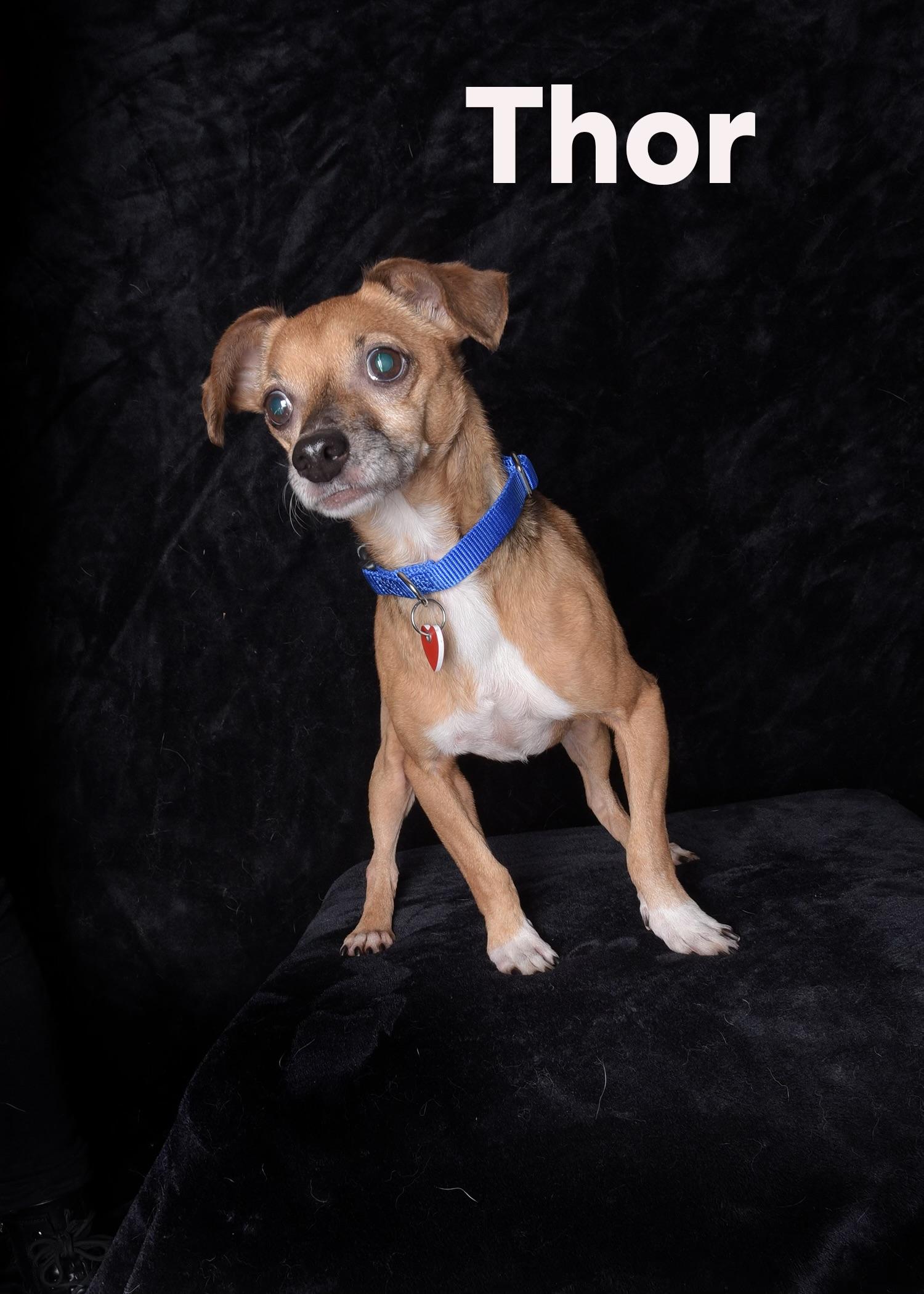 Thor, ADOPTABLE, Senior Male Chihuahua & Dachshund.