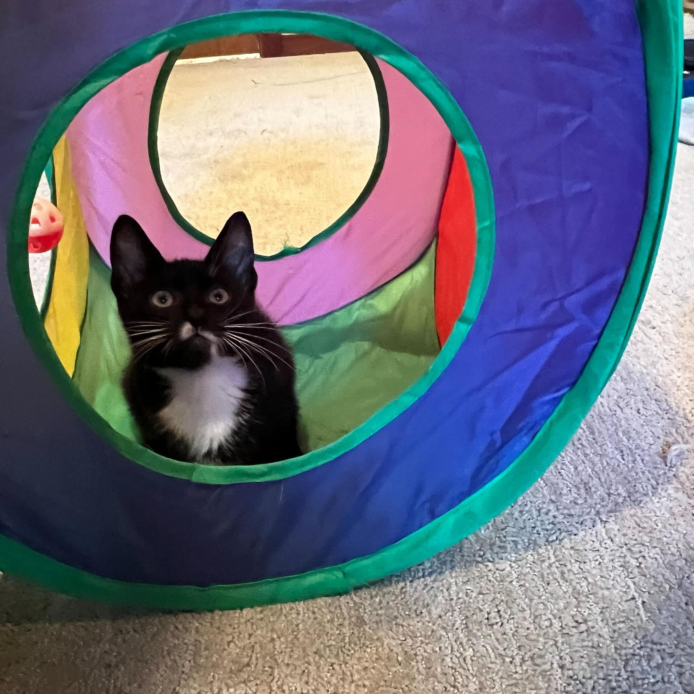 Enlarge Errol and Calliope, an adopted Domestic Short Hair in Seattle, WA image 3/6