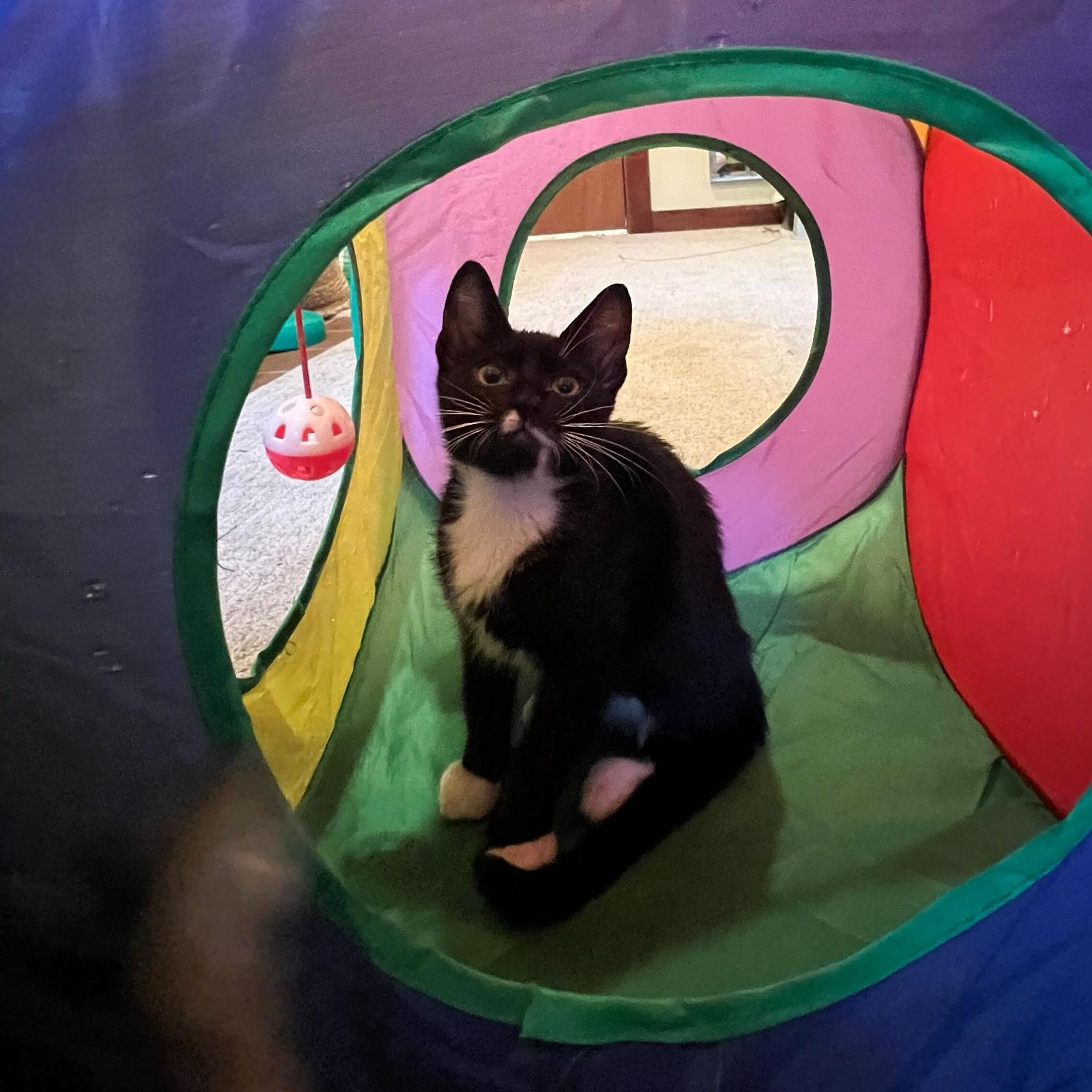 Enlarge Errol and Calliope, an adopted Domestic Short Hair in Seattle, WA image 5/6