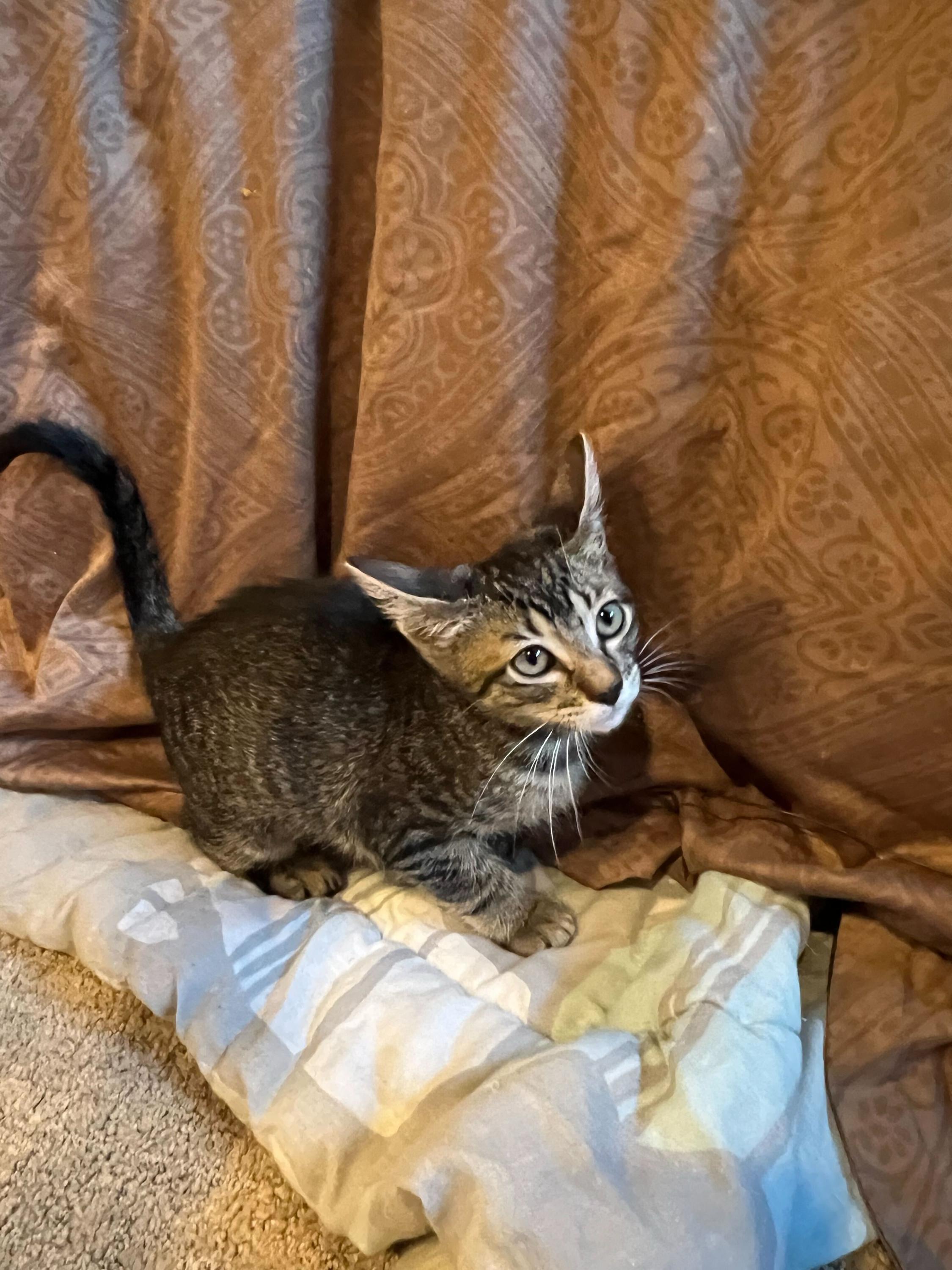 Enlarge Errol and Calliope, an adopted Domestic Short Hair in Seattle, WA image 2/6