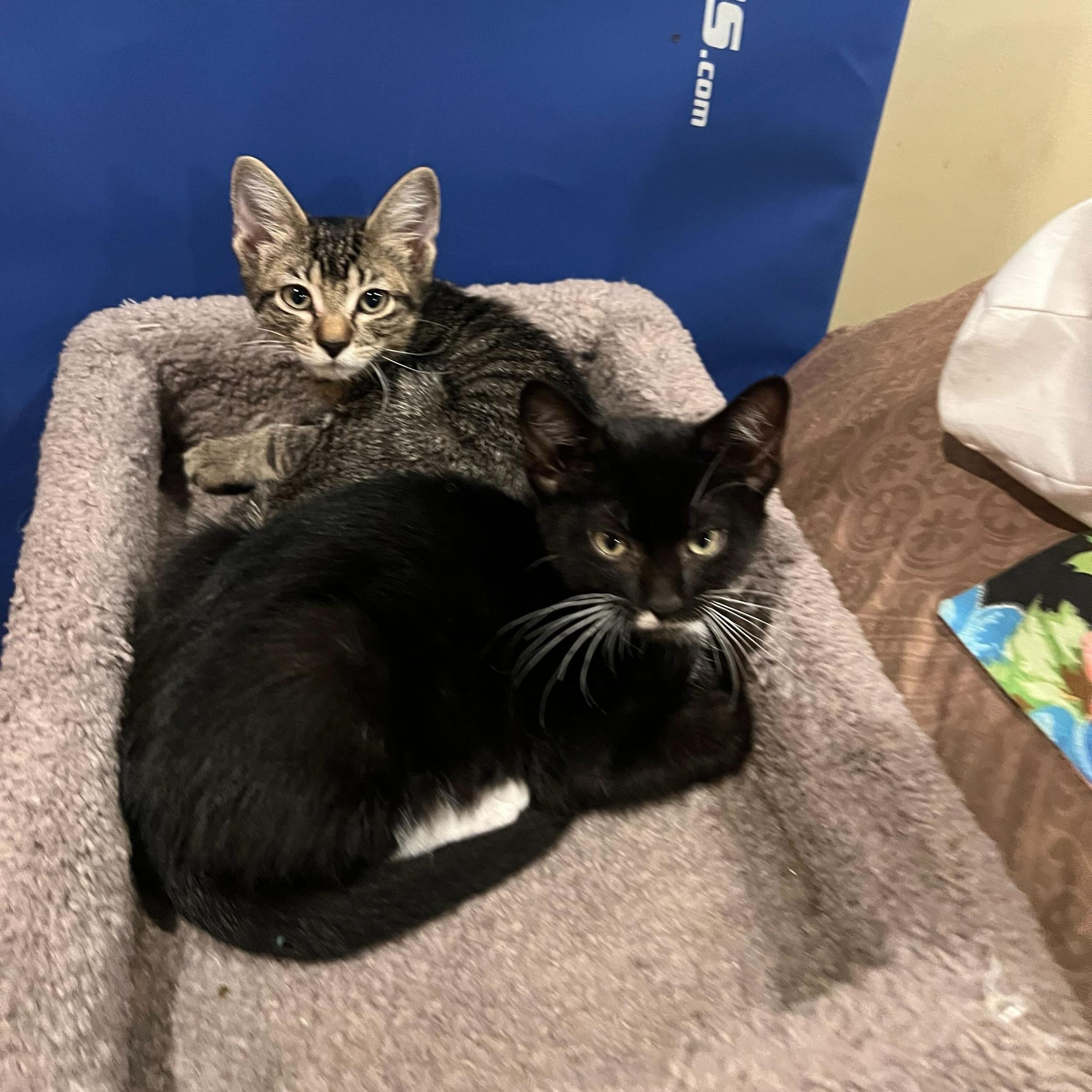 Errol and Calliope, adopted, Kitten Male Domestic Short Hair.