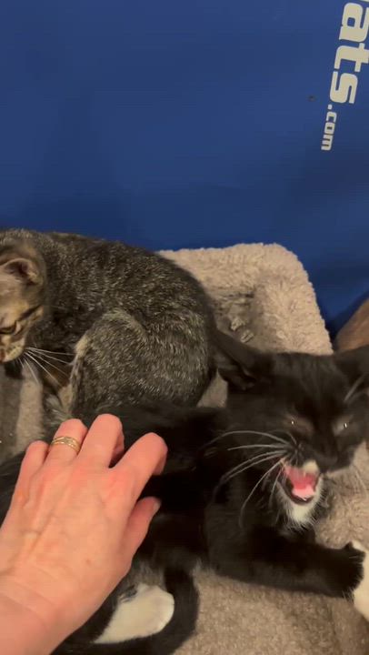 Enlarge Errol and Calliope, an adopted Domestic Short Hair in Seattle, WA video 6/6