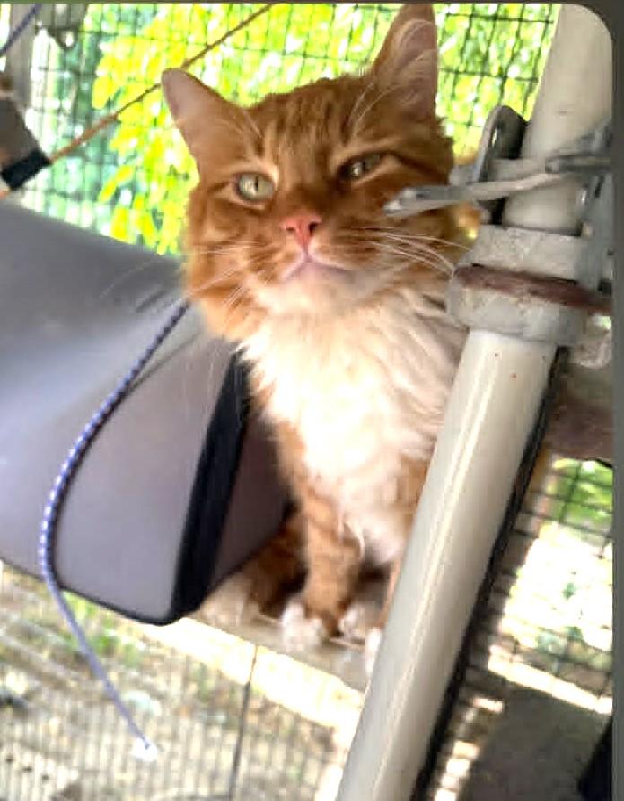 Midas, a ADOPTABLE mixed breed in Lewiston, ID image 2/2