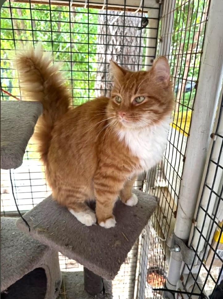 Midas, a ADOPTABLE mixed breed in Lewiston, ID image 1/2